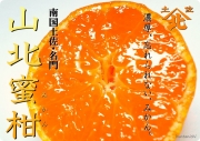 山北みかん